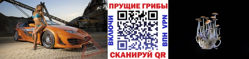 Галлюциногенные грибы Psilocybe  где найти наркотики  Покров 